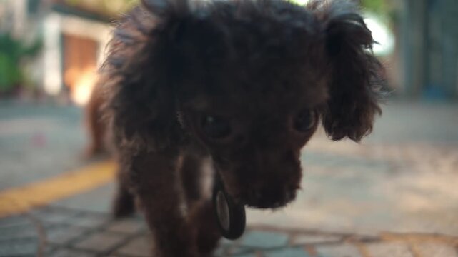 cute black toy poodle walking and playing at street at summer, adorable small black dog portrait with curly fur at sunny day 4k