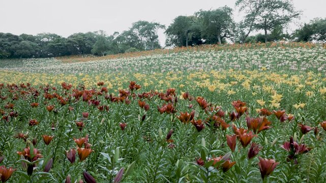 斜面を埋め尽くす満開のユリの花畑
