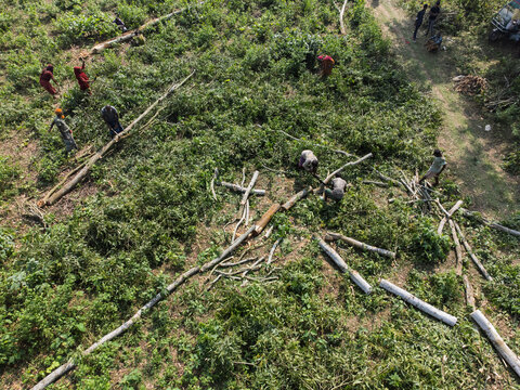Sherpur, Bangladesh - 08 November 2025: Aerial view of workers clearing vegetation and felled trees in a rural field under bright daylight.