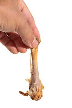 Male hand holding a chicken bone between his fingers