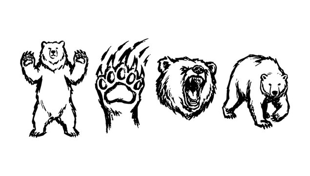 Standing bear paw print face and walking bear shown in doodle line wildlife