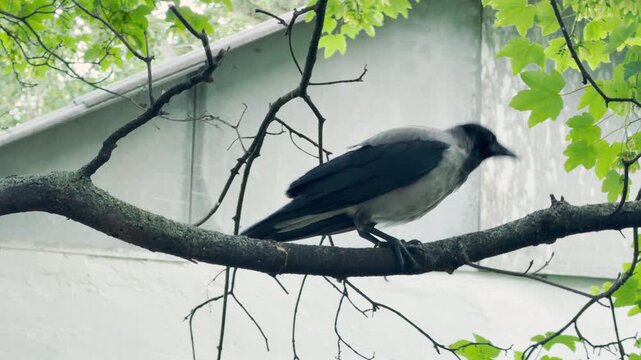 A watchful hooded crow sits calmly on a green tree branch. The clever bird looks around curiously near a quiet building wall. Its steady gaze fills the scene with peaceful suspense.