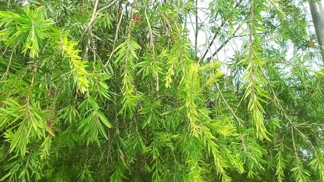 Densely Hanging Green Bottlebrush Tree Leaves and Branches in Soft Daylight