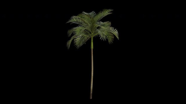 Areca Tree Swaying in Wind Loop Animation with Alpha Channel. Wind Blows The Betel-nut Palm Tree. Areca Catechu Tree Leaves Swaying. Animated Tree Branches Moving in Breeze. Transparent BG. Loop 