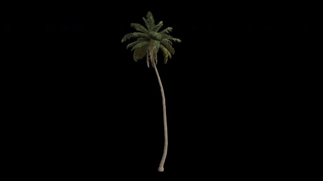 Coconut Tree Swaying in Wind Loop Animation with Alpha Channel. Wind Blows The Coconut Palm Tree. Cocos Nucifera Tree Leaves Swaying. Animated Tree Branches Moving in Breeze. Transparent BG. Loop Anim