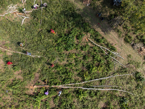 Sherpur, Bangladesh - 08 November 2025: Aerial view of workers clearing fallen trees and branches in a lush green field near a dirt path.