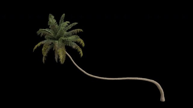 Coconut Tree Swaying in Wind Loop Animation with Alpha Channel. Wind Blows The Coconut Palm Tree. Cocos Nucifera Tree Leaves Swaying. Animated Tree Branches Moving in Breeze. Transparent BG. Loop Anim