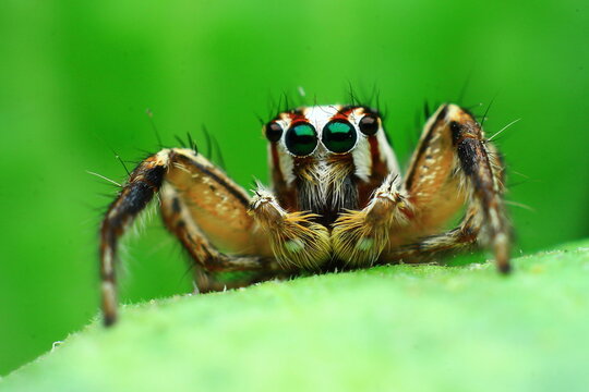 Jumping Spider Eye Ball Insect Extreme Close-Up macro photography Nature Background