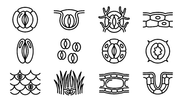 Stomata and Plant Cell Structure Line Icon Set for Biology and Botany Education.