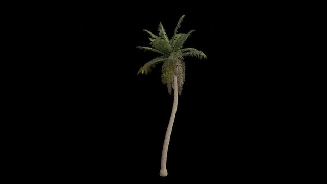 Coconut Tree Swaying in Wind Loop Animation with Alpha Channel. Wind Blows The Coconut Palm Tree. Cocos Nucifera Tree Leaves Swaying. Animated Tree Branches Moving in Breeze. Transparent BG. Loop Anim