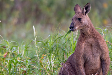 Brown kangaroo sits calmly in green grass © Travis