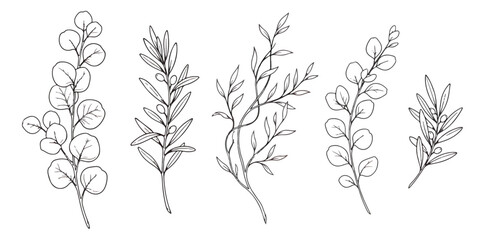 Minimalist hand drawn botanical branches, set of 5 black line art eucalyptus and olive leaves, elegant floral vector elements for wedding invitations © chasad
