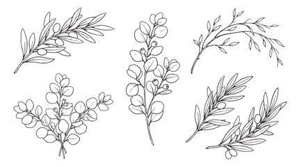 Minimalist hand drawn botanical line art, elegant olive and eucalyptus branch vector set, 5 floral elements for wedding invitations and branding © chasad