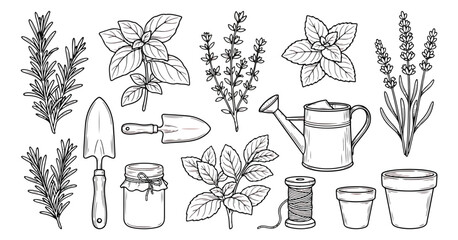 Vintage hand drawn garden herbs and tools vector set, botanical line art illustrations of rosemary lavender and basil, rustic gardening equipment icons © chasad