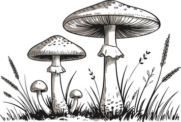 Mushroom forest group drawing isolated on transparent background detailed hand sketch of various fungi plants growing in nature. © Kamrun82