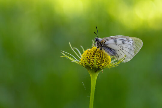 In T&uuml;rkiye - in K&uuml;tahya - on Akdağ - a Smoky Apollo butterfly (Parnassius mnemosyne) on a plant.