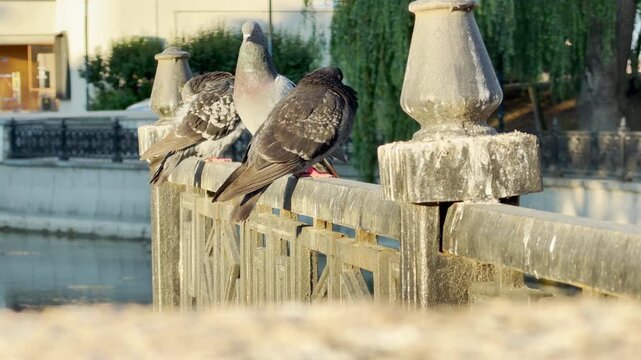 Three cozy pigeons rest on a sunny riverside fence in Simferopol, Crimea. The sleepy birds enjoy a quiet, peaceful morning routine.