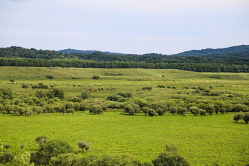 Obraz premium Green grassland with grazing horses and forested hills