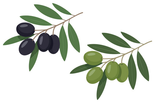 Black and green olive branches vector illustration. Mediterranean green and black olives on white background. 