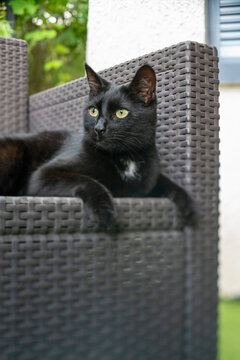 Chat noir tout mignon assis avec tr&egrave;s beaux yeux jaune et regard attentif concentr&eacute; sur une proie et les pattes allong&eacute;es devant lui