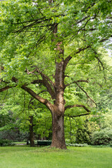 Fototapeta premium Old Pedunculate oak tree known as English Oak with wide twigs and green lush foliage growing in city park, towering large tree with spread branches, canopy leaves crown grows in spring garden.