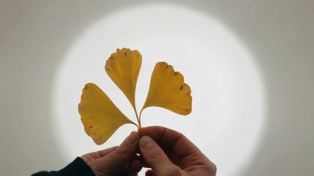 Close-up of ginkgo leaves in hand Display of ginkgo leaves in hand