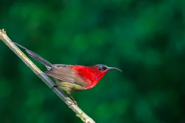 Crimson Sunbird on branch © Mana21