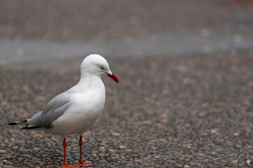 Close-up of a Silver Gull (Chroicocephalus novaehollandiae) standing on a pebbled surface with a soft blurred background. Native seabird commonly found along the Australian coast. © Teelapon