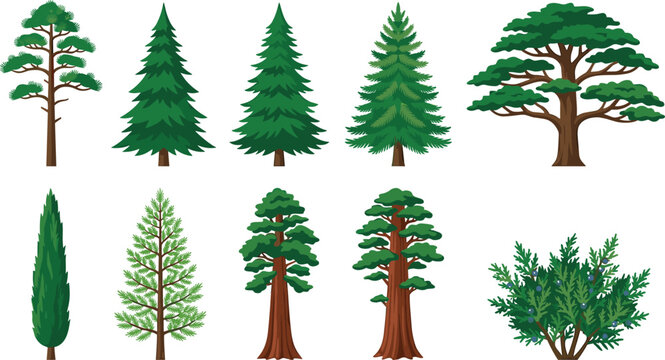 Coniferous and evergreen trees set with flat vector icons of pine spruce cedar cypress and juniper bush
