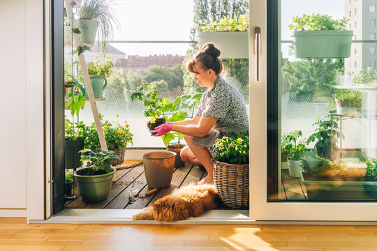 Woman caring for plants in a cozy urban balcony garden during a sunny summer morning. Home gardening lifestyle with a cat relaxing at the doorway, sustainable living and urban oasis concept