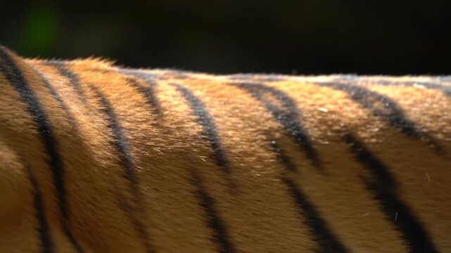 Close-up of striped tiger fur texture pattern.