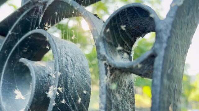 Intricate spiderwebs wrap around an old black iron railing. This eerie yet peaceful view rests in a sunlit park in Simferopol, Crimea. The glowing morning light evokes a mysterious feeling.