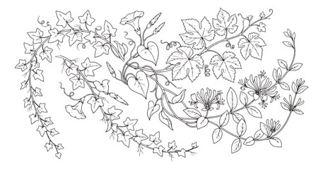 Vintage botanical line art of climbing vines and ivy, hand drawn floral sketches with morning glory and honeysuckle, black and white vector illustration © Nadidon