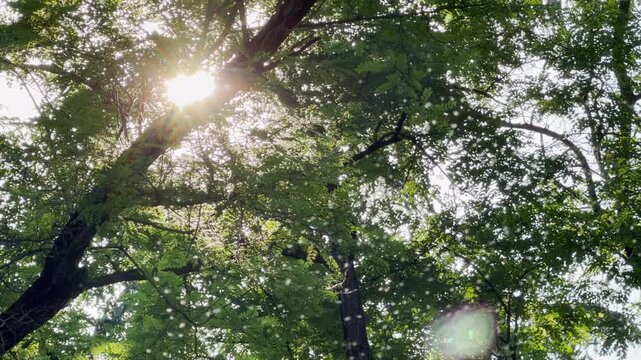 A swarm of tiny midges flies through the bright sunshine under lush green trees. This magical scene fills the forest with a wondrous and peaceful feeling.
