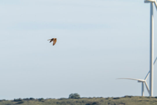 Lesser kestrel (Falco naumanni) flying with a blurred wind turbine in the background.