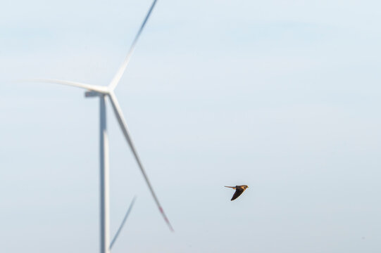 Lesser kestrel (Falco naumanni) flying with a blurred wind turbine in the background.