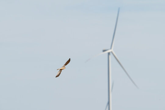 Lesser kestrel (Falco naumanni) flying with a blurred wind turbine in the background.