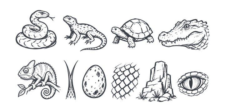 reptiles elements and wild amphibians vintage doodle icon set with snake lizard turtle alligator chameleon tongue egg skin scale rock and reptile eye vector illustration 