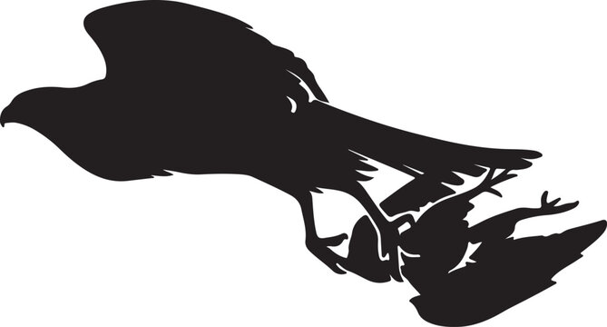 Cooper&rsquo;s Hawk silhouette collection vector bird wildlife design.