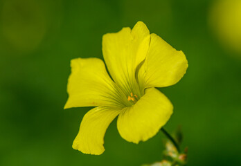 Fototapeta premium Vibrant yellow flower blooms amidst lush greenery on a sunny day in nature