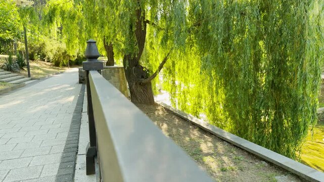 A metal railing lines a paved walkway in Simferopol, Crimea. Beautiful weeping willow trees drape over the riverbank, bringing a deeply peaceful and joyful feeling.