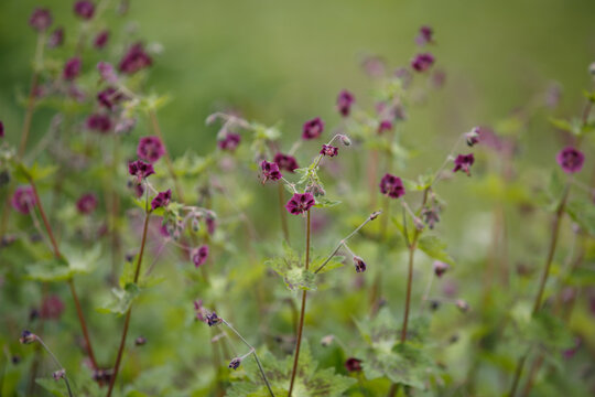 Geranium phaeum Samobor. Purple and red flowers and buds against a natural background. Dusky Cranesbill. Clump-forming of Black widow or Geranium phaeum Raven with dark purple flowers on tall stems