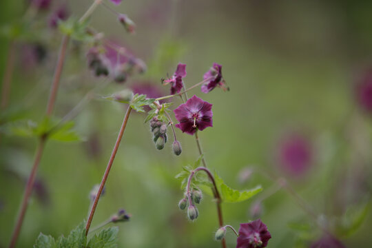 Geranium phaeum Samobor. Dusky Cranesbill. Purple and red flowers and buds against a green natural background. Clump-forming of Black widow or Geranium phaeum Raven with dark purple flowers