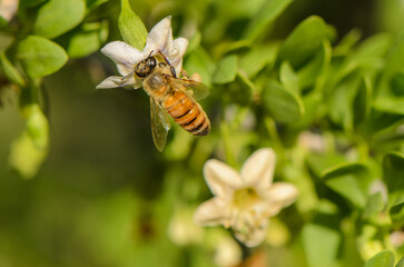 Insect pollination captured on a sunny day amidst blooming flowers and vibrant greenery in nature © Михаил Шорохов
