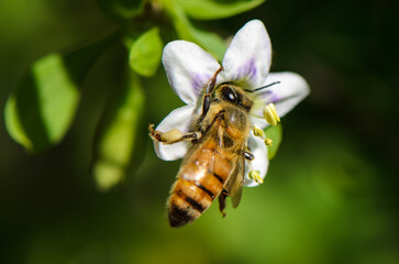 Delicate encounter of a honeybee on a vibrant flower during a sunny spring day © Михаил Шорохов
