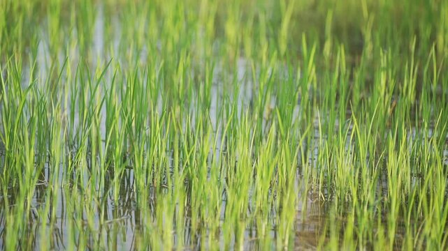 Green Paddy Seedlings Growing in Water-Filled Rice Field &ndash; Chhattisgarh Village Agriculture.