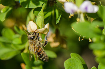 Busy bee pollinates delicate flowers in a lush garden during a sunny afternoon © Михаил Шорохов
