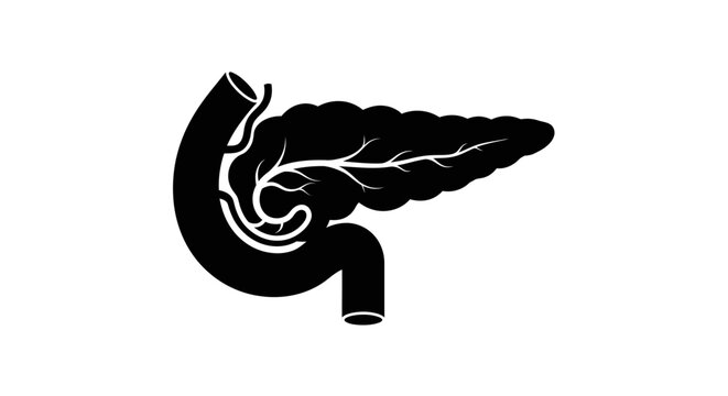Human pancreas and duodenum anatomy vector icon