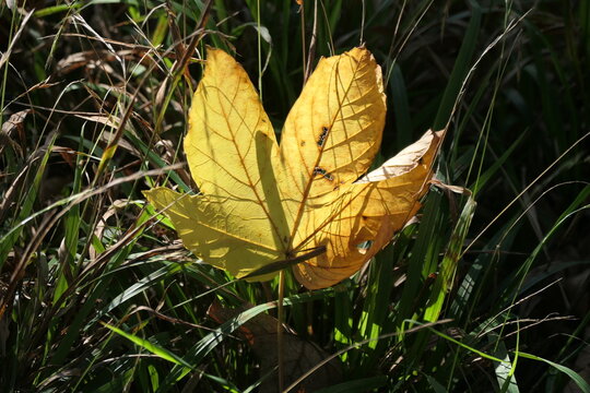 Ahornblatt im Herbst