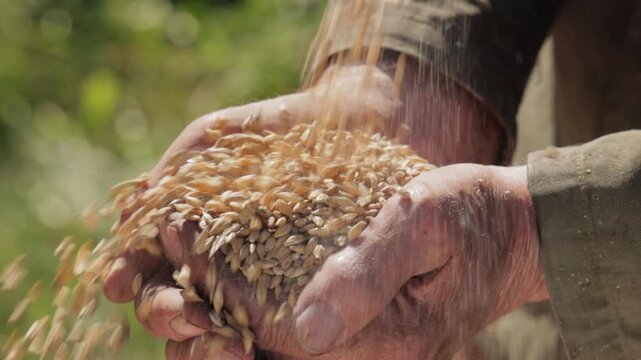 Cinematic close up of grain falling into aged farmers hands outdoors.